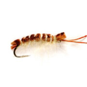 Killer Swimming Tan Shrimp