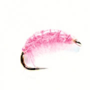 Pink Shrimp