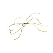 Spider Northern Olive Red