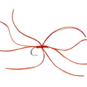Spider Northern Red