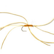 Spider Northern Amber