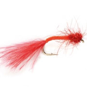 Bloodworm