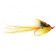 Aurora Shrimp