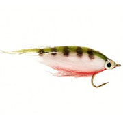 Polar Minnow Perch