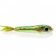 Floating Fry Stickleback