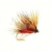 Sedgehog Fiery Brown