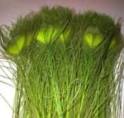 Flybox® Bleached And Dyed Peacock Eyes - Fl Lime x 2