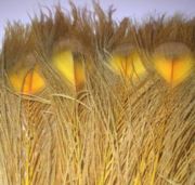 Flybox® Bleached And Dyed Peacock Eyes - Fl Sunburst x 2