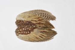 Veniards Cock Pheasant Whole Wings