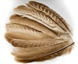 Veniards Cock Pheasant Wing Quills