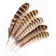 Veniards Hen Pheasant Wing Quills