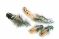 Veniards Hen Pheasant Shoulder Feathers