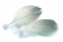 Veniards Teal Duck Flank Mixed Sizes