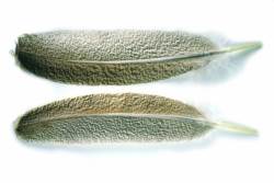 Veniards Turkey Oak Mottled Wing Quills 2nd Quality