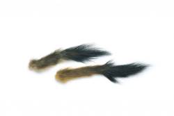Veniards Stoats Tails