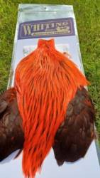 Whiting American Rooster Cape Badger Dyed Orange