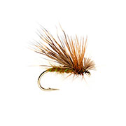 Olive Drop Sedge