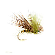 H/Ear & Green Drop Sedge