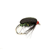 Coch Y Bonddu Beetle