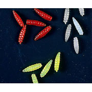 Veniards Wasp Grubs and Jelly Nymphs (Firefly)