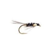 Black Holographic Diawl Bach