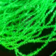 Flybox® Gel Core Micro Body - Intense Lime