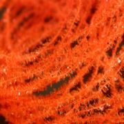 Flybox® Gel Core Micro Body - Fluo Orange