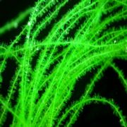 Flybox® Gel Core Micro Body - Fluo Chartreuse