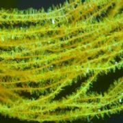 Flybox® Gel Core Micro Body - Fluo Sunburst
