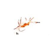 JC Trigger Crab