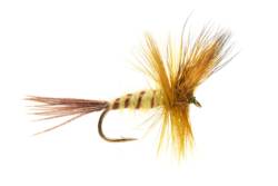 Jackie's Yellow Olive May