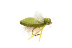 Procter's Flip Flop Tussock Cicada White Wing
