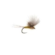 Barbless McPhail CdC Olive